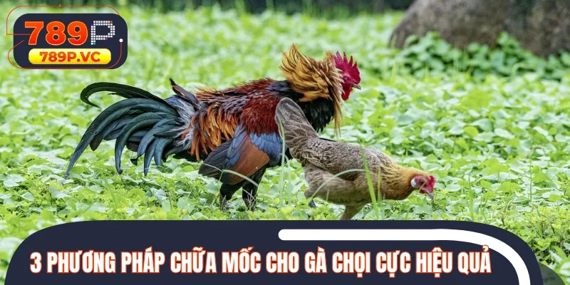 3 phương pháp chữa mốc cho gà chọi cực hiệu quả