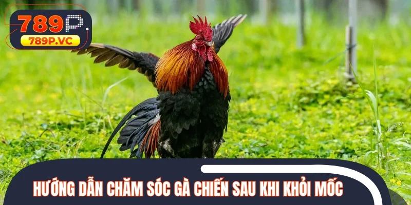 Hướng dẫn chăm sóc gà chiến sau khi khỏi mốc