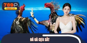 Đá Gà Cựa Sắt - Theo Dõi Trận Đấu Mãn Nhãn Với Chất Lượng 4K