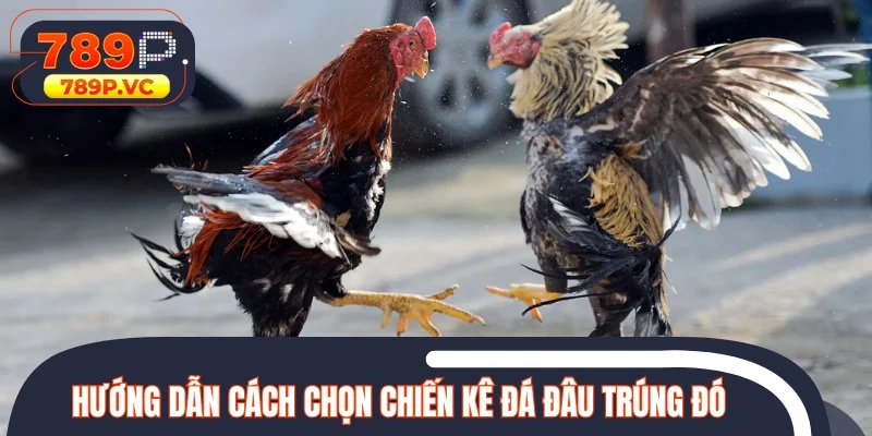 Hướng dẫn cách chọn chiến kê đá đâu trúng đó