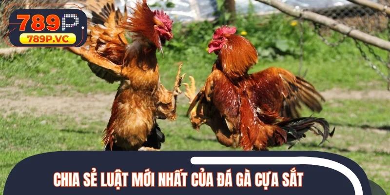 Chia sẻ luật mới nhất trong trận đấu cựa sắt