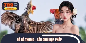 Đá Gà Thomo - Sân Chơi Hợp Pháp, Minh Bạch Nhất Đông Nam Á