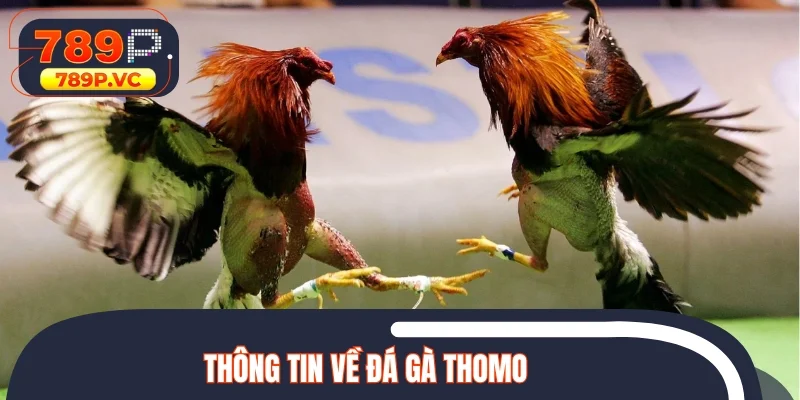 Chia sẻ thông tin cơ bản khi tìm hiểu đá gà Thomo
